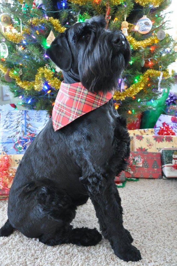 A dog sitting near a Christmas tree