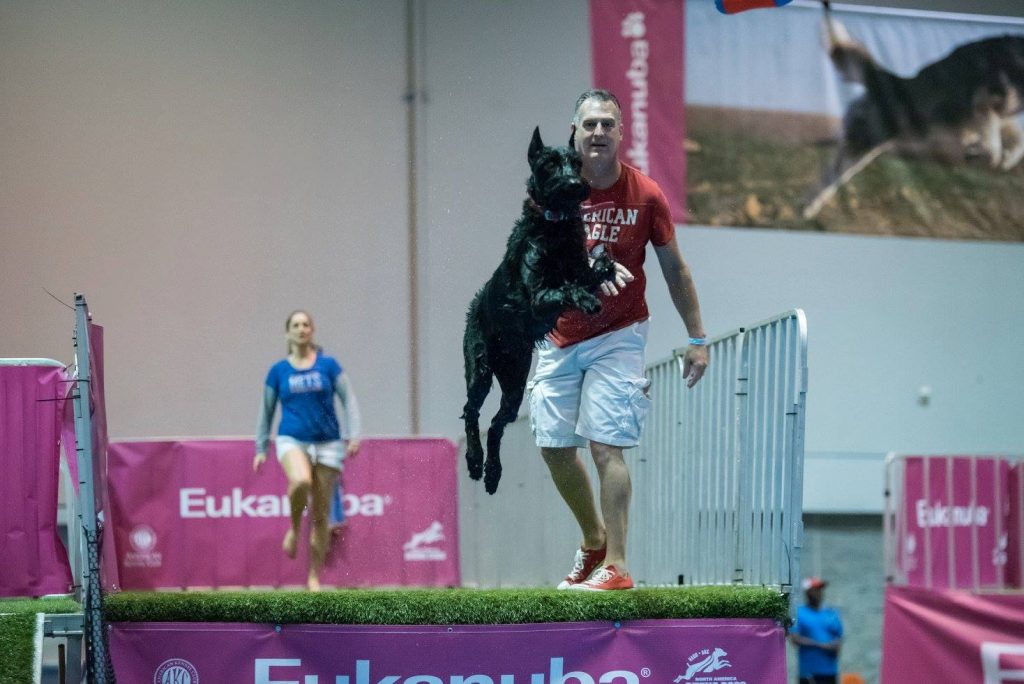 A dog leaping into the air